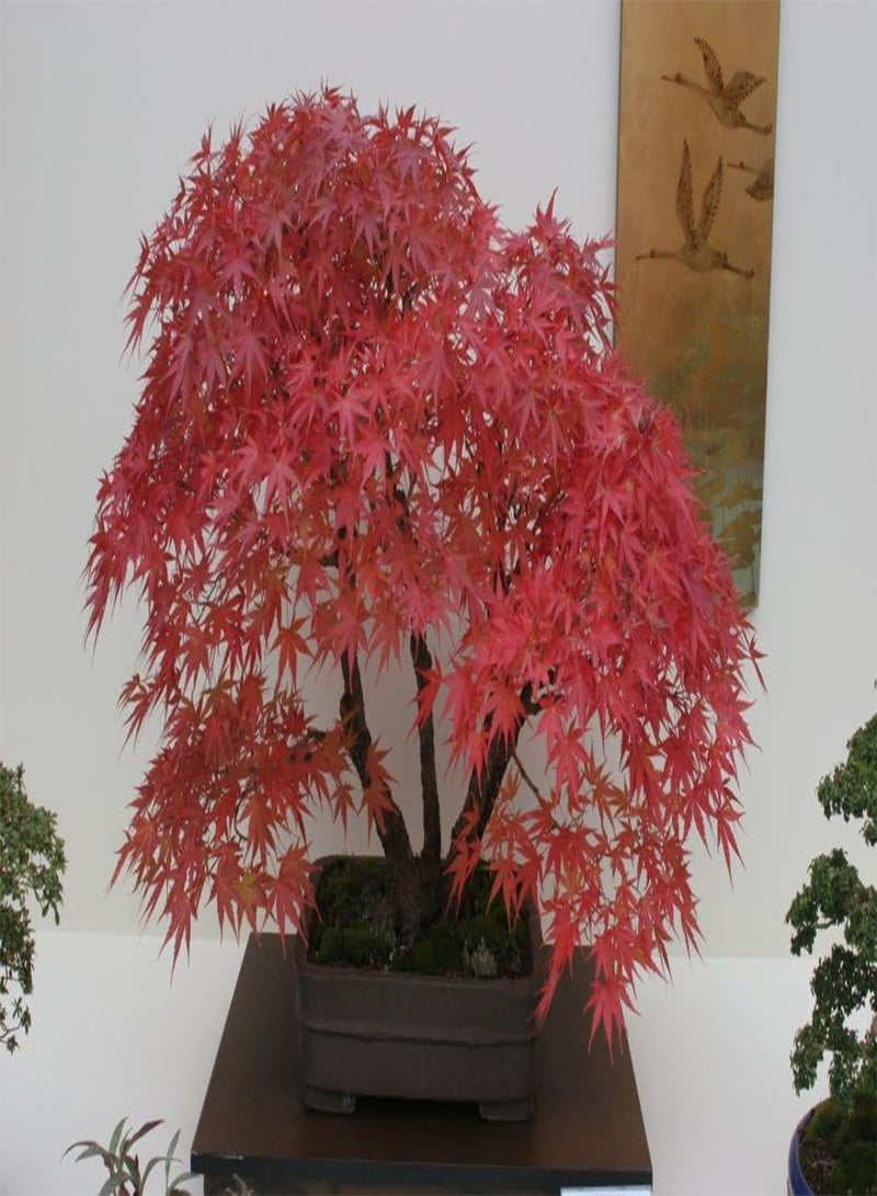 GGOOT Gift Set - Bonsai - Red Maple - 20 Seeds - Acer rubrum - Image 5