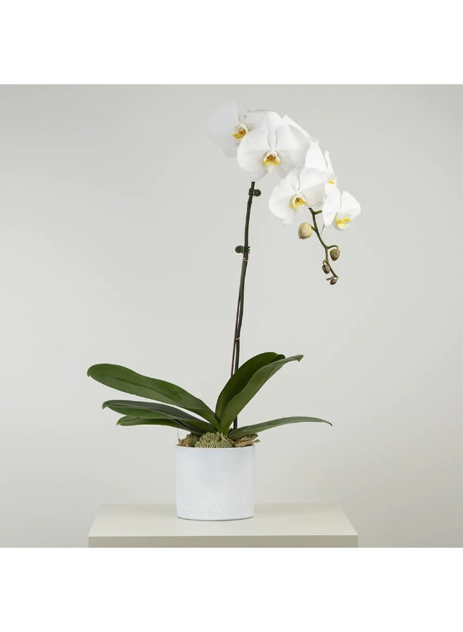 Big Buds Flowers Elegant White Fresh Orchid Plant 