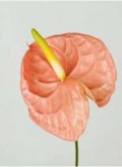 GGOOT 10pcs Anthurium Flower Seeds Peach  - Image 1