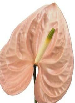 GGOOT 10pcs Anthurium Flower Seeds Peach  - Image 2