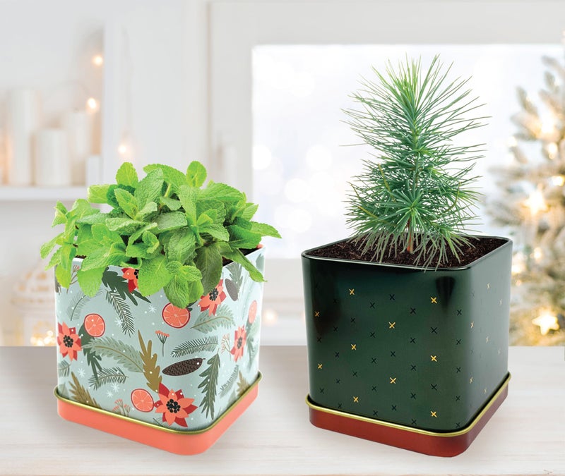 BUZZY Seeds Holiday Mini Spruce and Mint Square Tin Grow Kit 2-Pack, All-in-One Indoor DIY Gardening Gift, Party Favors, Gardening Gifts, Plant Lovers - Image 5