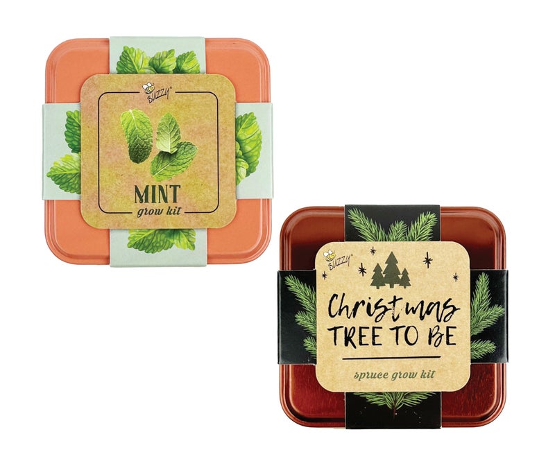 BUZZY Seeds Holiday Mini Spruce and Mint Square Tin Grow Kit 2-Pack, All-in-One Indoor DIY Gardening Gift, Party Favors, Gardening Gifts, Plant Lovers - Image 3