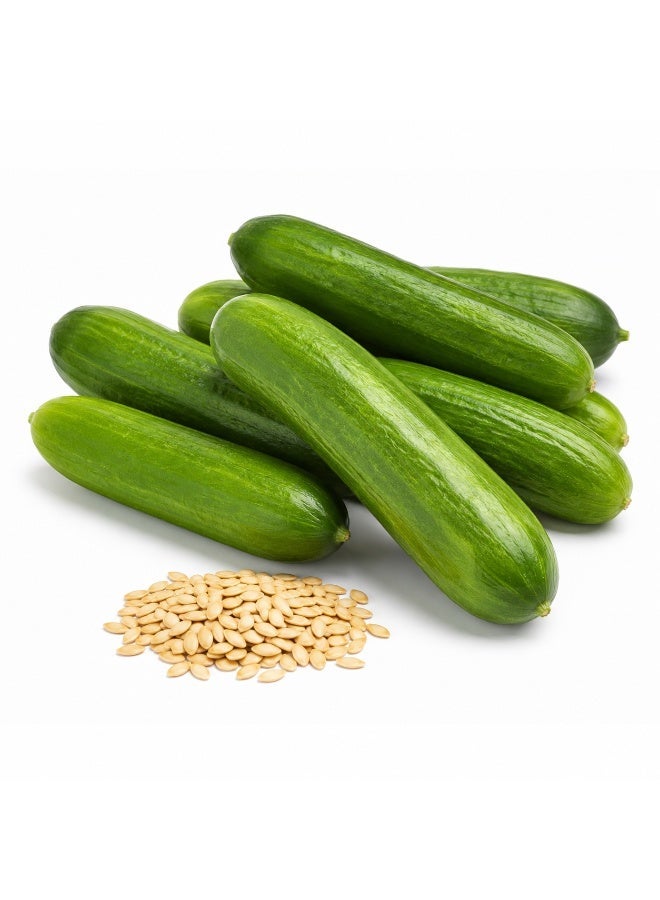 vsell24 Pack of 3 Organic Cucumber Seeds – Non-GMO High Germination Vegetable Seeds for Home Garden Planting - Image 1