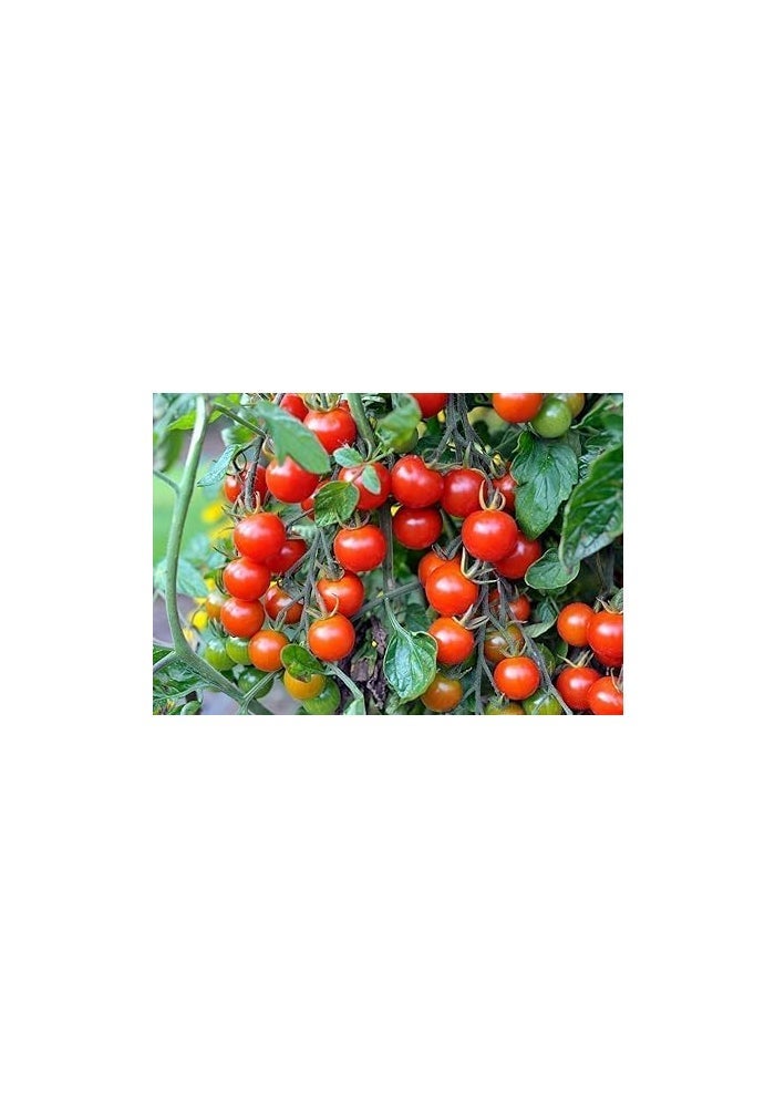Kalash Tomato Cherry F1 Hybrid Premium Quality Seeds - 200 Seeds - Image 2