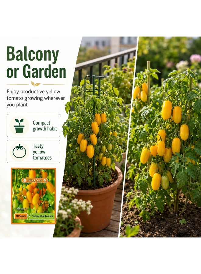High Germination Rate Seeds - Yellow Beard Tomato - Image 4