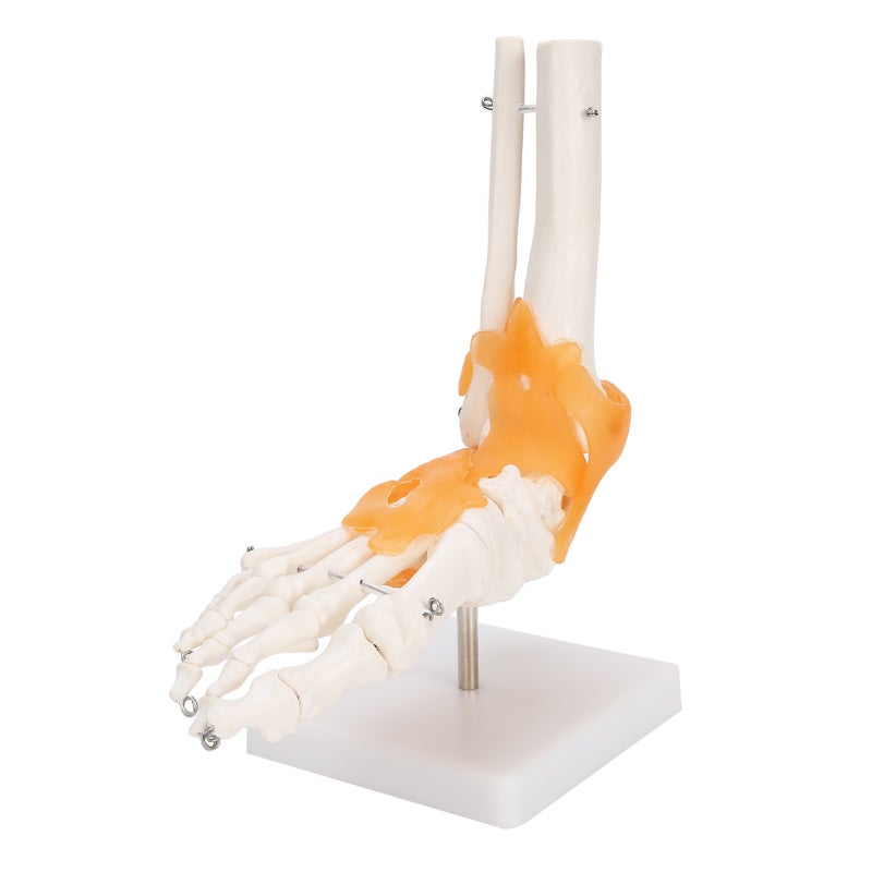 1:1 Human Foot Ankle Bone Skeleton Structure Model Foot Joint Model with Ligaments - Image 3