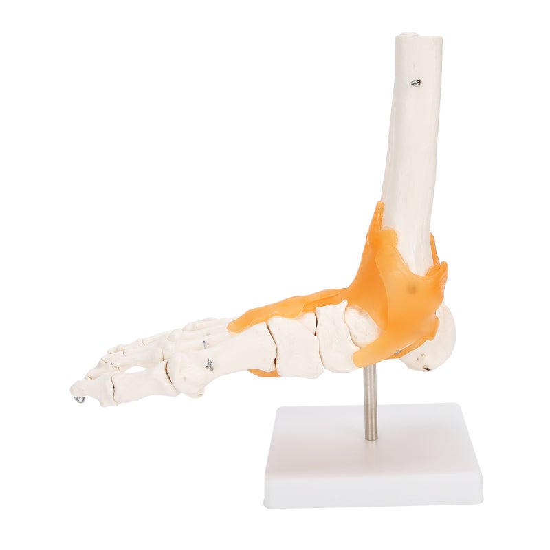 1:1 Human Foot Ankle Bone Skeleton Structure Model Foot Joint Model with Ligaments - Image 4