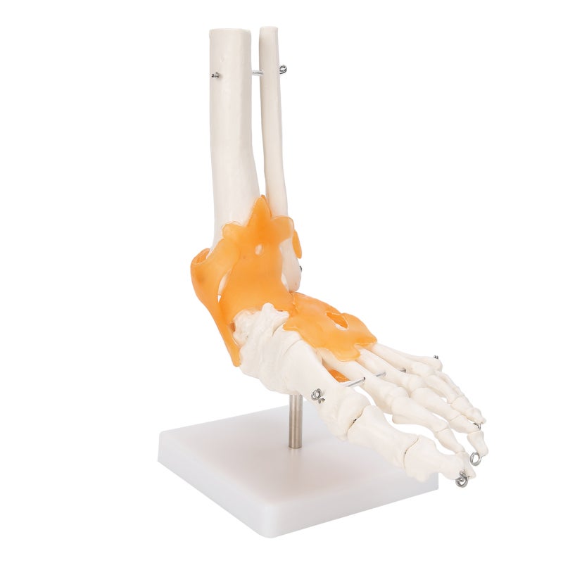 1:1 Human Foot Ankle Bone Skeleton Structure Model Foot Joint Model with Ligaments - Image 5
