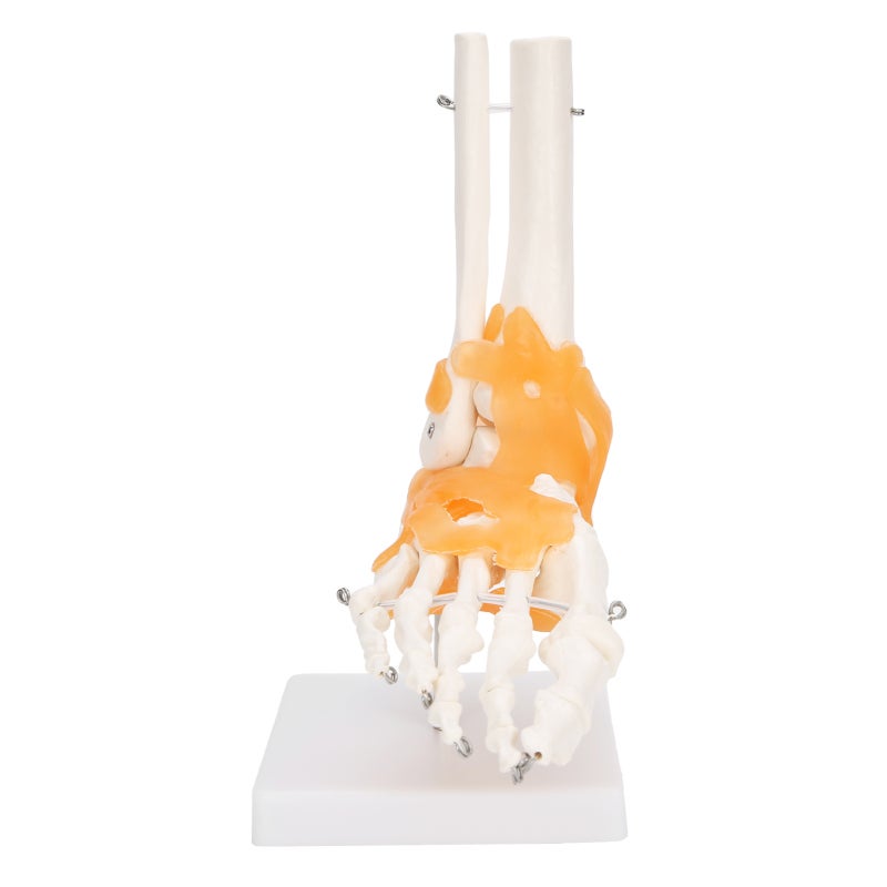 1:1 Human Foot Ankle Bone Skeleton Structure Model Foot Joint Model with Ligaments - Image 2