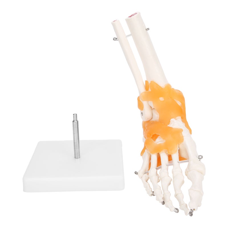 1:1 Human Foot Ankle Bone Skeleton Structure Model Foot Joint Model with Ligaments - Image 1