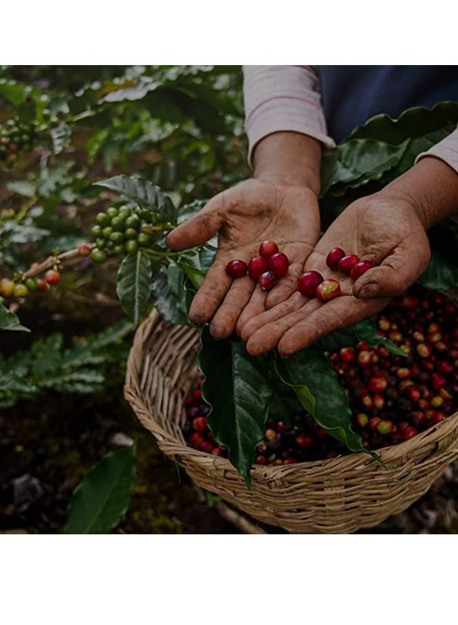 Vescovi Perlanera Crema Arabica Flavor Coffee Beans 3kg Made in Italy - Image 5