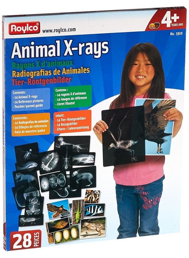 Animal Xrays 13 Pieces - pzsku/ZE1DD047A4DA0FAF83A2EZ/45/_/1688195306/ee66f024-9170-494f-9d3d-c058259b393e