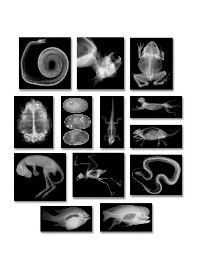 Animal Xrays 13 Pieces - pzsku/ZE1DD047A4DA0FAF83A2EZ/45/_/1688195309/3c728a46-5d42-4c02-b5f4-6174beaf117f