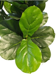 Garden Oasis Landscaping Artificial Fiddle Leaf Fig Tree/Faux Ficus Lyrata for Home Office Decoration, 160cm Tall, Plastic Pot  - Image 4