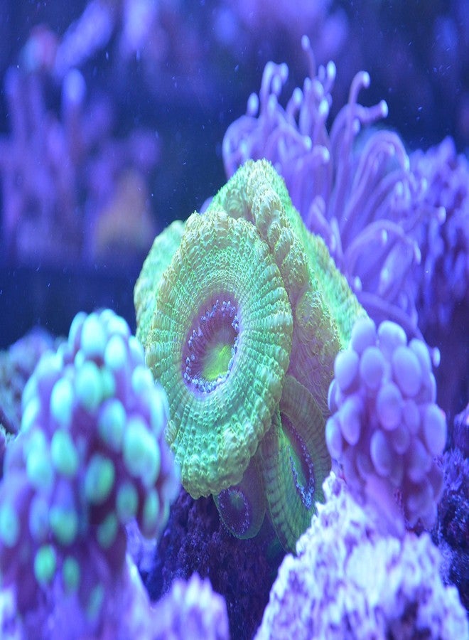 Crystalpro Coral Milk 16.9 Oz - All in One Coral Food Made from Coral Skeletons (500ml) - Image 3