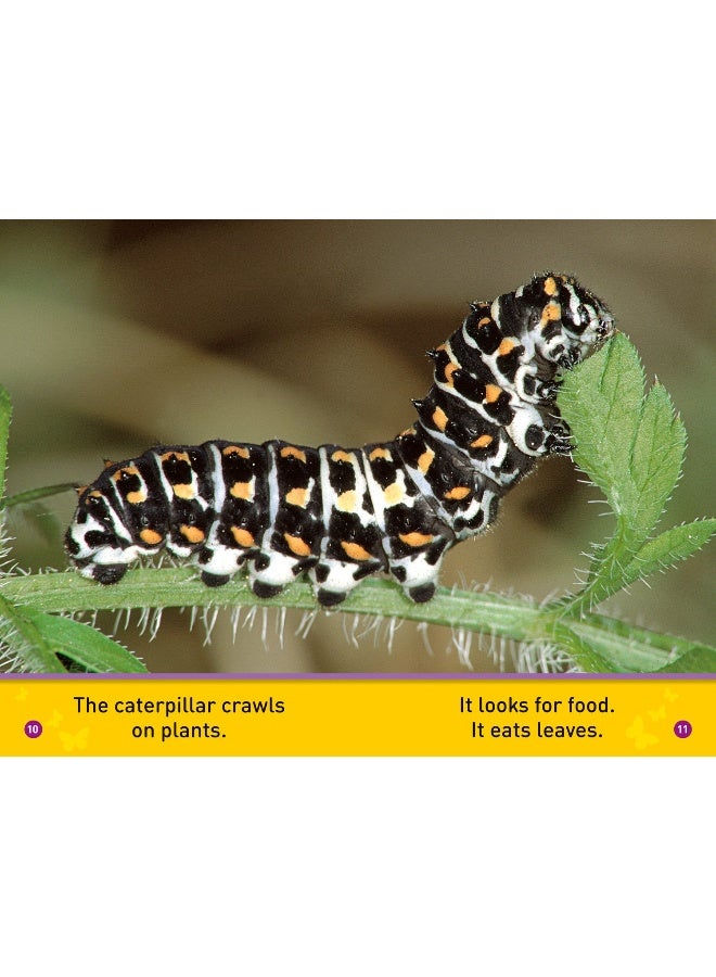 Flutter, Butterfly!: Level 1 - Image 2