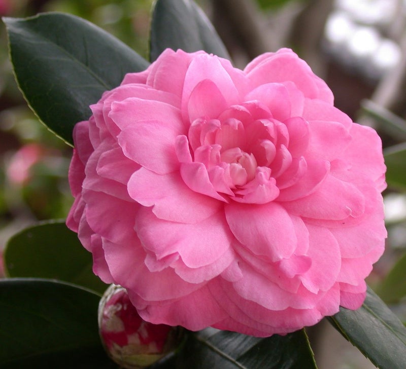 Sweet Essentials Organic Camellia Seed Oil | Imported From Japan | 4oz Bottle | 100% Pure | 100% Organic | For Hair & Skin Use | Japanese Beauty Oil | Camellia Oleifera - Image 3