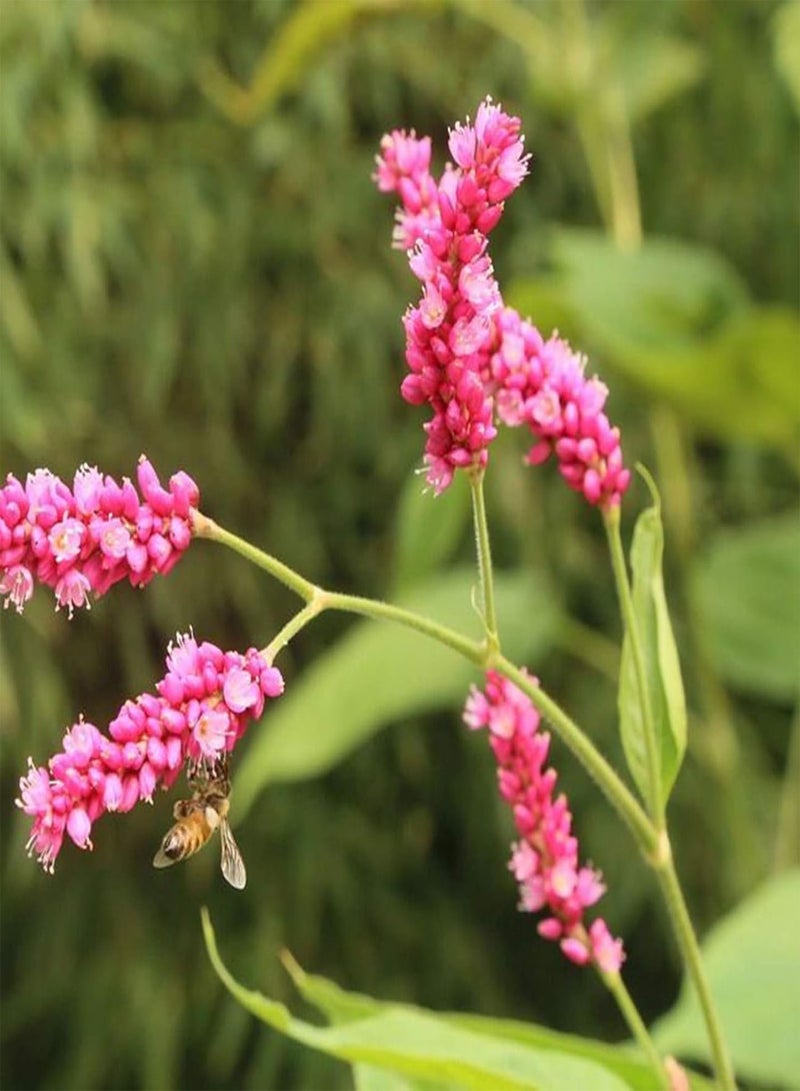 جي جوت 50 قطعة من بذور النباتات الطبيعية من صبغة الحصاد الجيد، بذور نباتات بونساي للحدائق والأعشاب الطبية للزراعة في الأماكن المغلقة والمفتوحة - بذور النيلي الياباني - Image 5