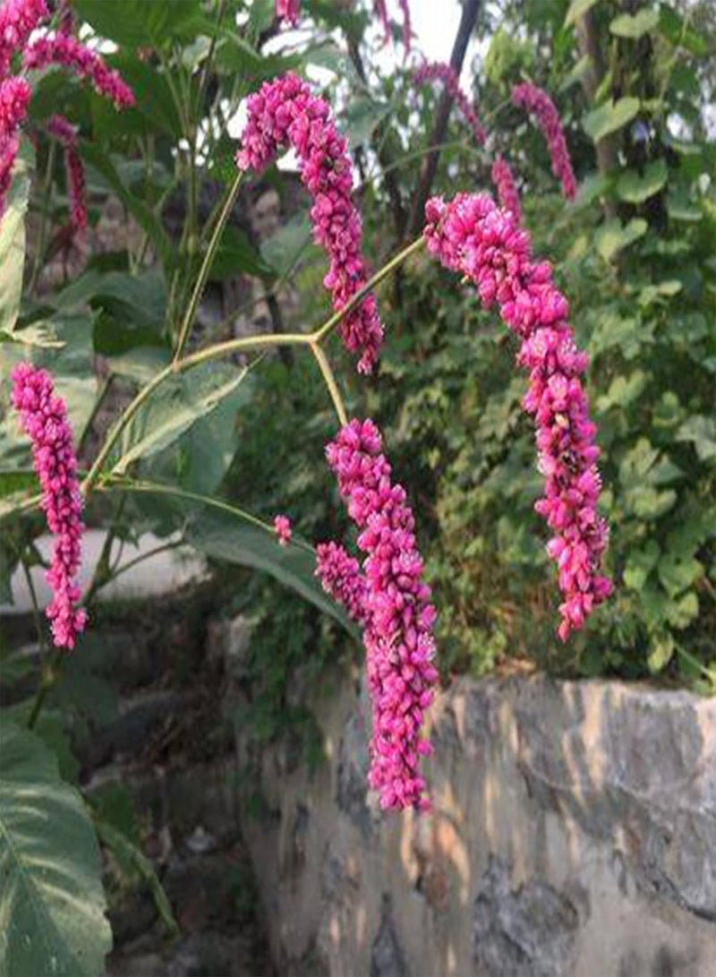 جي جوت 50 قطعة من بذور النباتات الطبيعية من صبغة الحصاد الجيد، بذور نباتات بونساي للحدائق والأعشاب الطبية للزراعة في الأماكن المغلقة والمفتوحة - بذور النيلي الياباني - Image 1