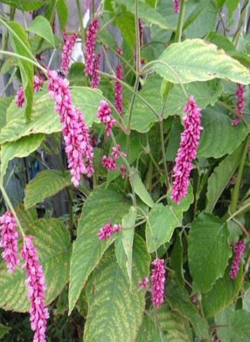 جي جوت 50 قطعة من بذور النباتات الطبيعية من صبغة الحصاد الجيد، بذور نباتات بونساي للحدائق والأعشاب الطبية للزراعة في الأماكن المغلقة والمفتوحة - بذور النيلي الياباني - Image 2