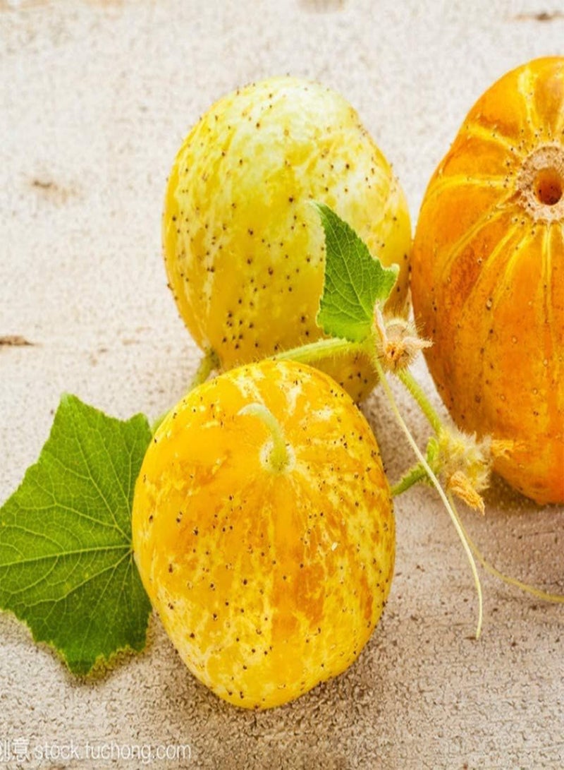 GGOOT 100Pcs Cucumber Seed New Variety Fresh Vegetables Lemon Cucumber Orange Skin Fresh Aroma Sowing Autumn Harvest Every Year Outdoor Gardening Planting - Image 2