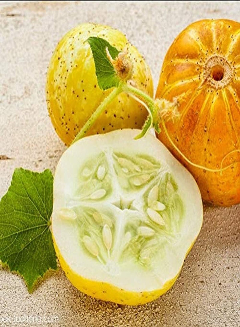 GGOOT 100Pcs Cucumber Seed New Variety Fresh Vegetables Lemon Cucumber Orange Skin Fresh Aroma Sowing Autumn Harvest Every Year Outdoor Gardening Planting - Image 1