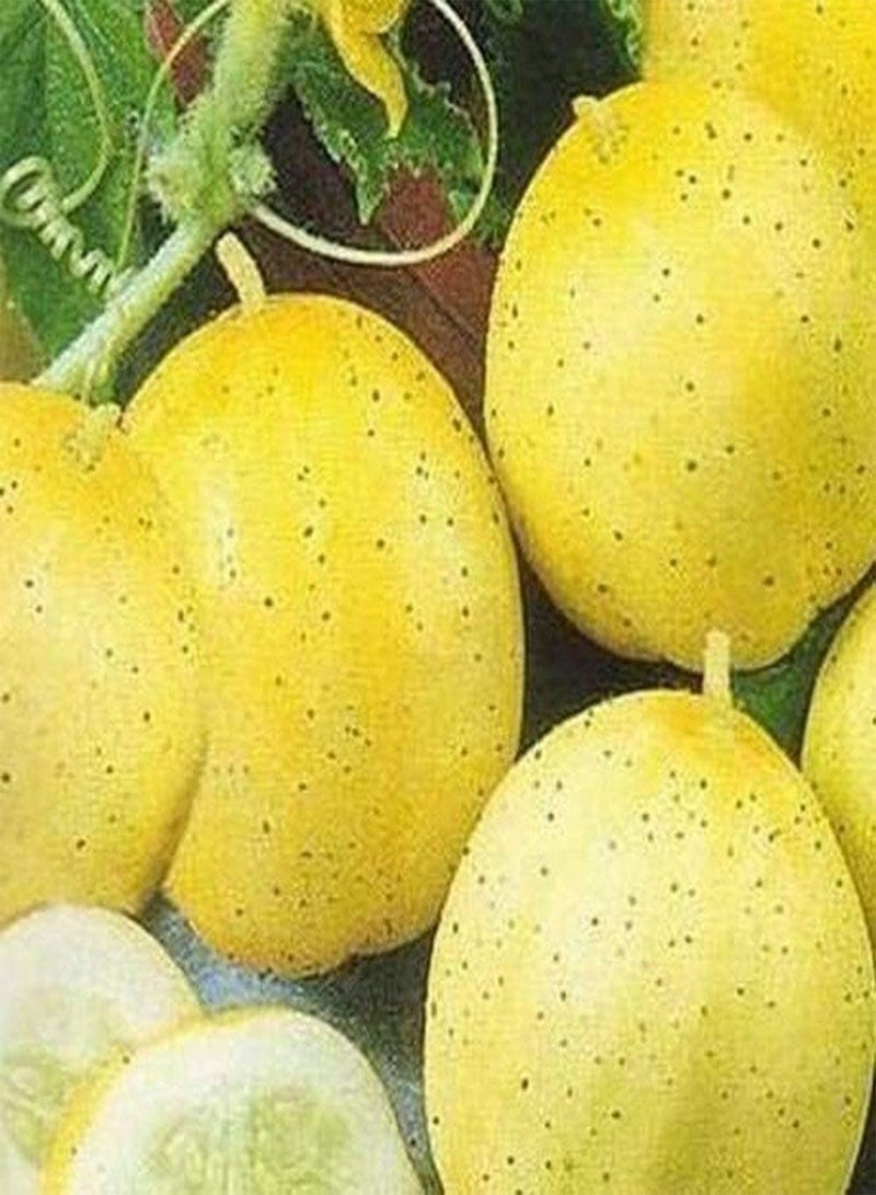 GGOOT 100Pcs Cucumber Seed New Variety Fresh Vegetables Lemon Cucumber Orange Skin Fresh Aroma Sowing Autumn Harvest Every Year Outdoor Gardening Planting - Image 4