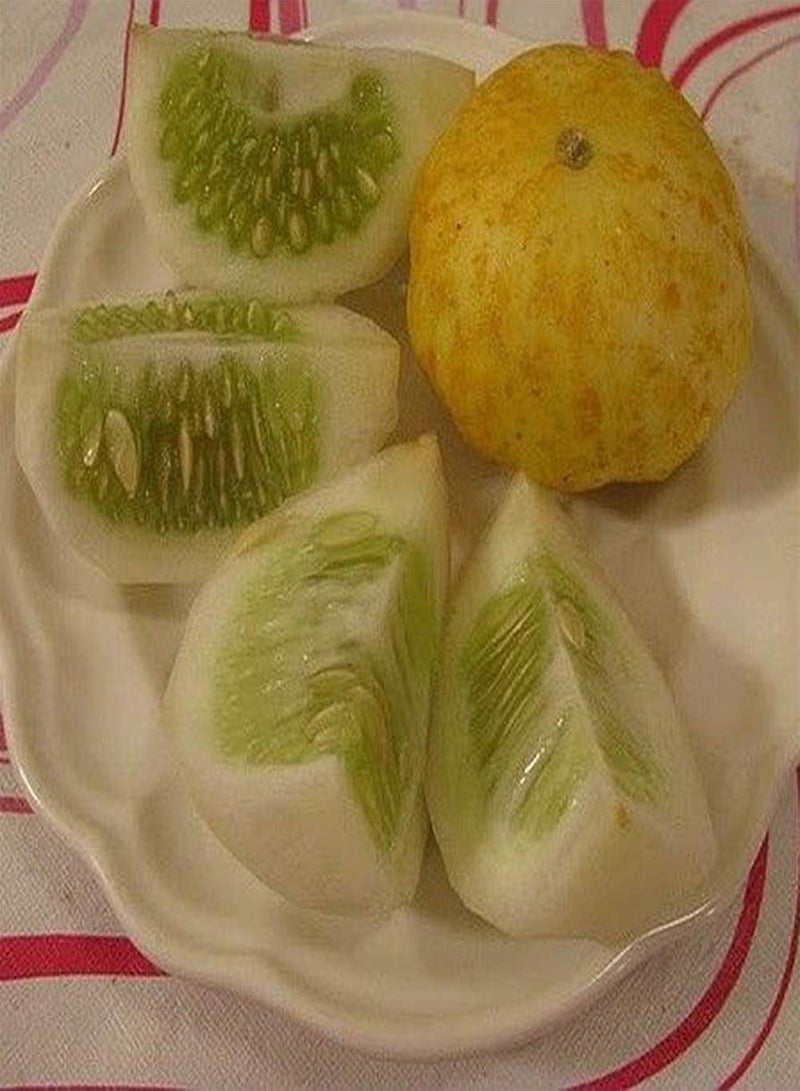GGOOT 100Pcs Cucumber Seed New Variety Fresh Vegetables Lemon Cucumber Orange Skin Fresh Aroma Sowing Autumn Harvest Every Year Outdoor Gardening Planting - Image 3