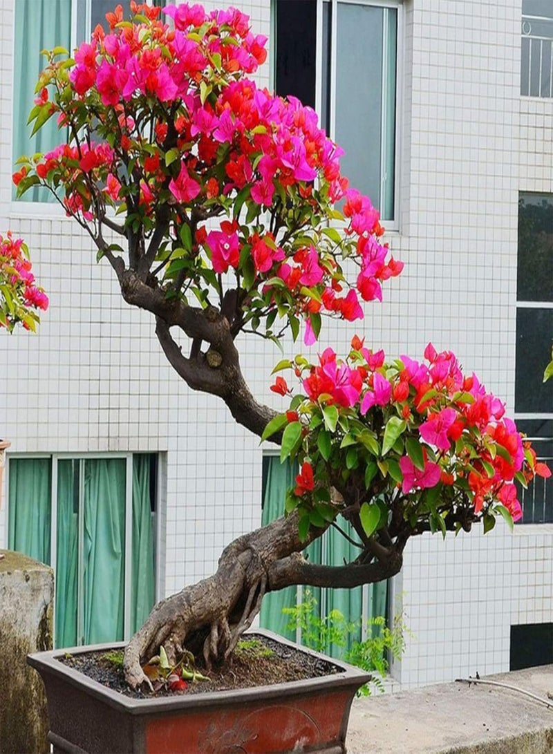 GGOOT 50Pcs Red Bougainvillea Ornamental Plant Seeds Home Garden Yard Bonsai Decor - Image 2