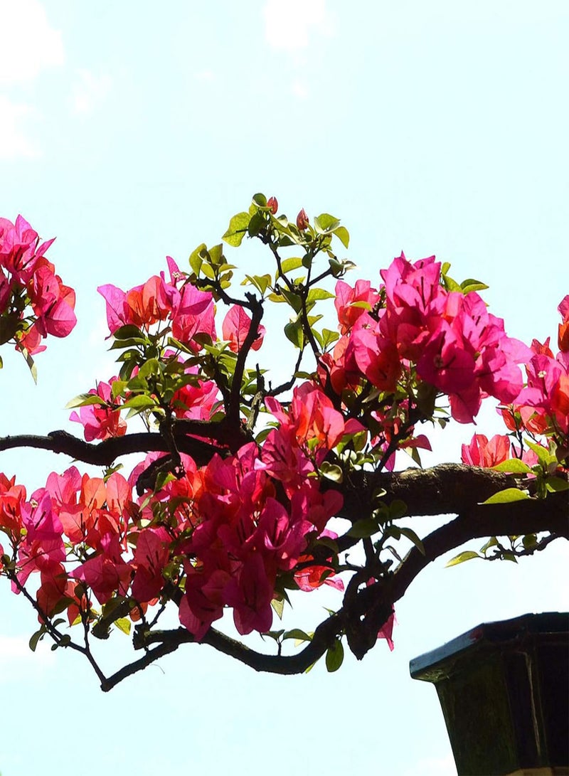 GGOOT 50Pcs Red Bougainvillea Ornamental Plant Seeds Home Garden Yard Bonsai Decor - Image 4