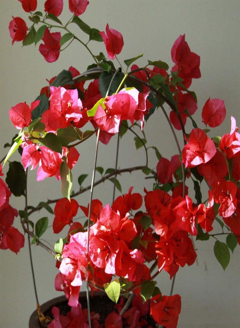 GGOOT 50Pcs Red Bougainvillea Ornamental Plant Seeds Home Garden Yard Bonsai Decor - Image 5