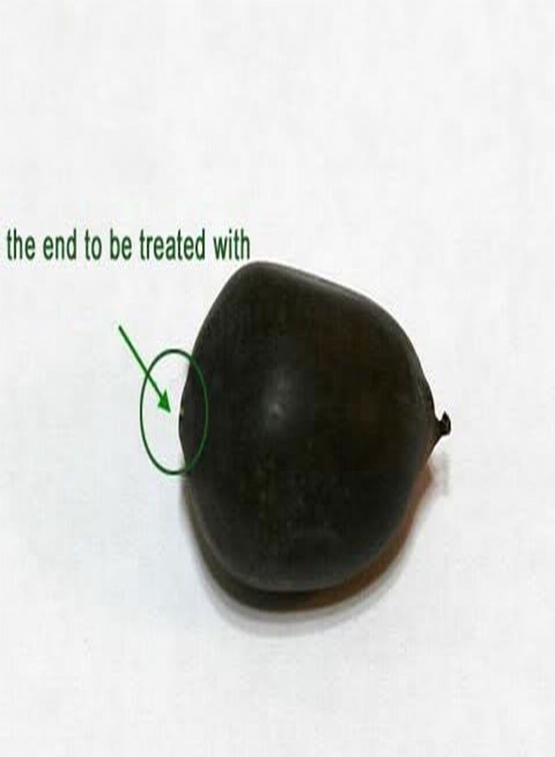 GGOOT Jade Cup Lotus/Bowl Lotus/Water Lily Flower/Bonsai Lotus/Ponds /5 Fresh Seeds/from"liveseeds"Shop  - Image 3