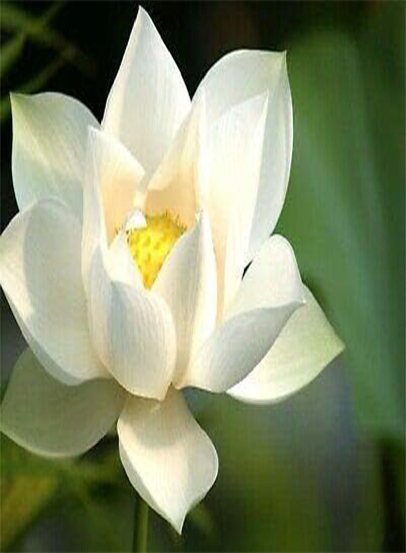 GGOOT Jade Cup Lotus/Bowl Lotus/Water Lily Flower/Bonsai Lotus/Ponds /5 Fresh Seeds/from"liveseeds"Shop  - Image 1