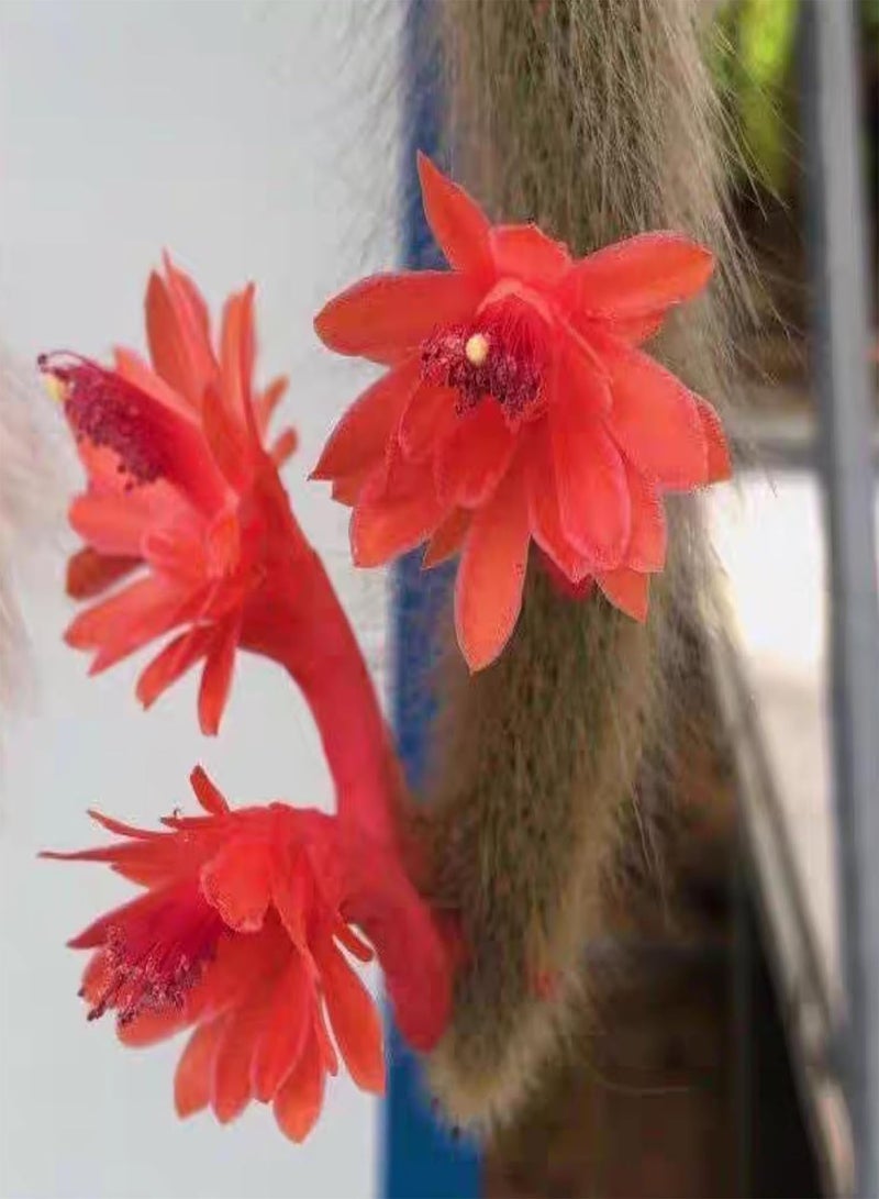 GGOOT ，Monkey-Tailed Cactus Succulent Plant, Living Cactus Plant -6-8 Inches Tall, Drought-Tolerant Plant, Planted in The Garden Living Room Bedroom. (5 Pcs) - Image 3
