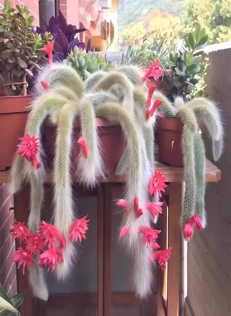 GGOOT ，Monkey-Tailed Cactus Succulent Plant, Living Cactus Plant -6-8 Inches Tall, Drought-Tolerant Plant, Planted in The Garden Living Room Bedroom. (5 Pcs) - Image 2