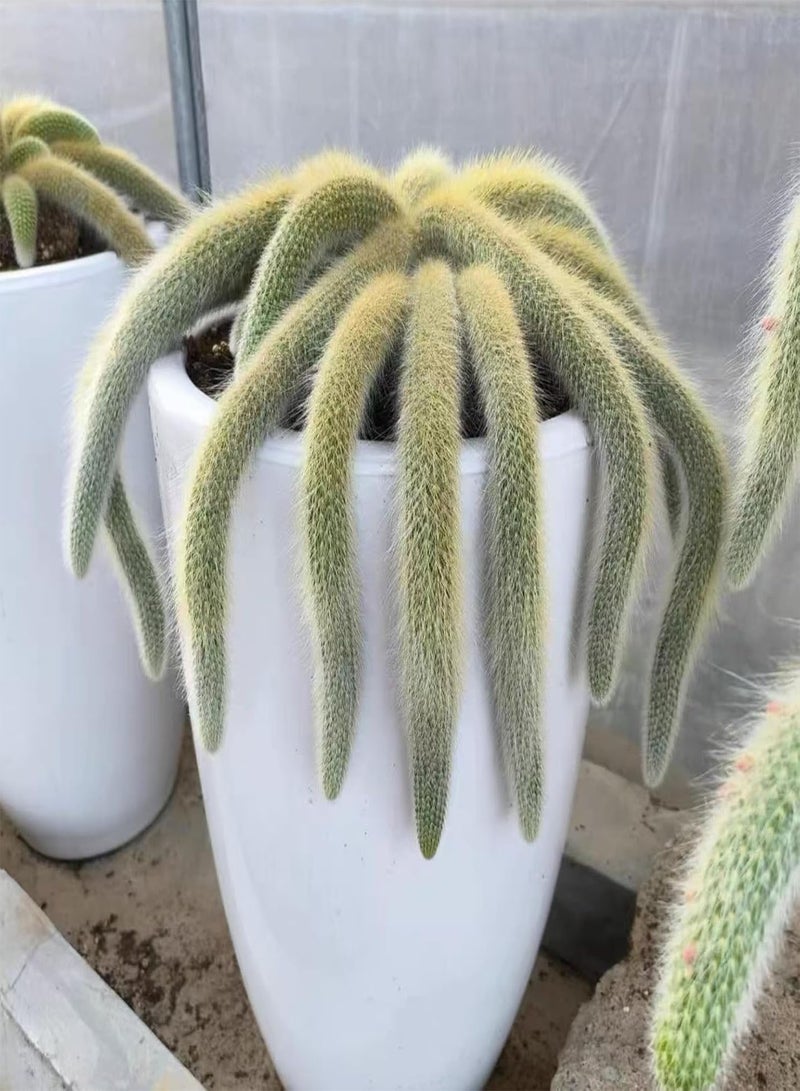 GGOOT ，Monkey-Tailed Cactus Succulent Plant, Living Cactus Plant -6-8 Inches Tall, Drought-Tolerant Plant, Planted in The Garden Living Room Bedroom. (5 Pcs) - Image 5