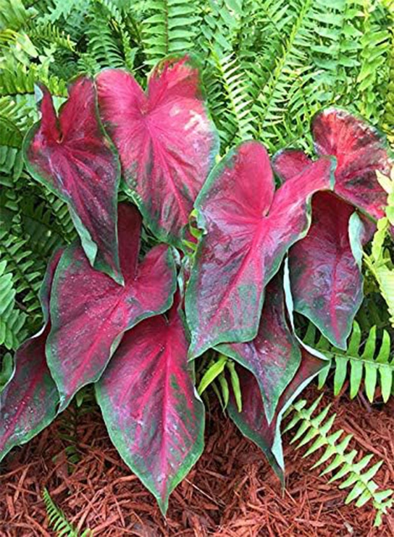 جي جوت نبات كالاديوم دراجون هارت ذو الأوراق الفاخرة (6 بذور) رائع للحدائق المظللة. الشحن الآن - Image 2