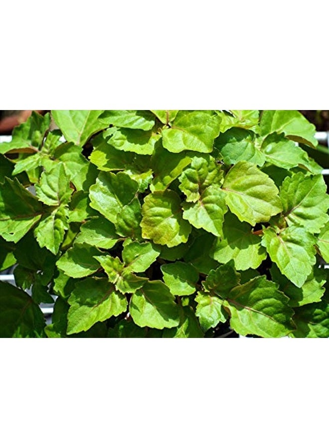 US Organic 100% Pure Patchouli Essential Oil - USDA Certified Organic, Steam Distilled - W/Euro droppers (More Size Variations Available) (10 ml / .33 fl oz) - Image 5