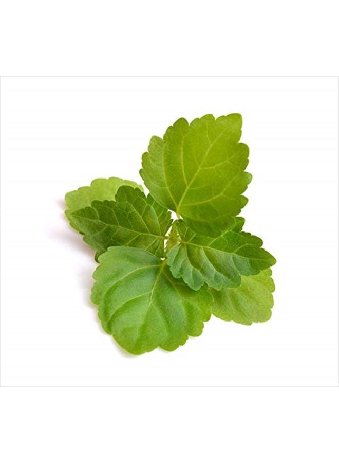 US Organic 100% Pure Patchouli Essential Oil - USDA Certified Organic, Steam Distilled - W/Euro droppers (More Size Variations Available) (10 ml / .33 fl oz) - Image 4