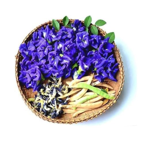 VISTATU 100+ Butterfly Pea Flower Seeds HOA Dau Biec Organic Clitoria Ternatea for Home Garden Blue Butterfly Pea Asian Pigeonwings Tropical Vine Plant Perfect for Tea, Landscaping, and Decorations - Image 3