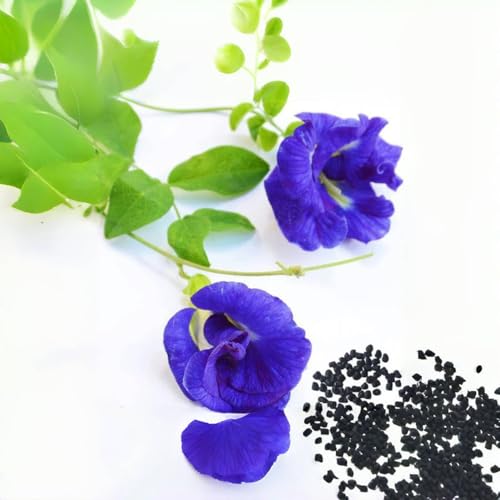 VISTATU 100+ Butterfly Pea Flower Seeds HOA Dau Biec Organic Clitoria Ternatea for Home Garden Blue Butterfly Pea Asian Pigeonwings Tropical Vine Plant Perfect for Tea, Landscaping, and Decorations - Image 1