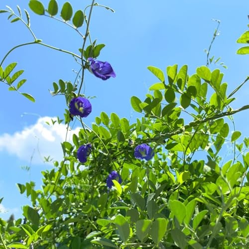 VISTATU 100+ Butterfly Pea Flower Seeds HOA Dau Biec Organic Clitoria Ternatea for Home Garden Blue Butterfly Pea Asian Pigeonwings Tropical Vine Plant Perfect for Tea, Landscaping, and Decorations - Image 2