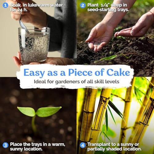 VISTATU 100+ Butterfly Pea Flower Seeds HOA Dau Biec Organic Clitoria Ternatea for Home Garden Blue Butterfly Pea Asian Pigeonwings Tropical Vine Plant Perfect for Tea, Landscaping, and Decorations - Image 4