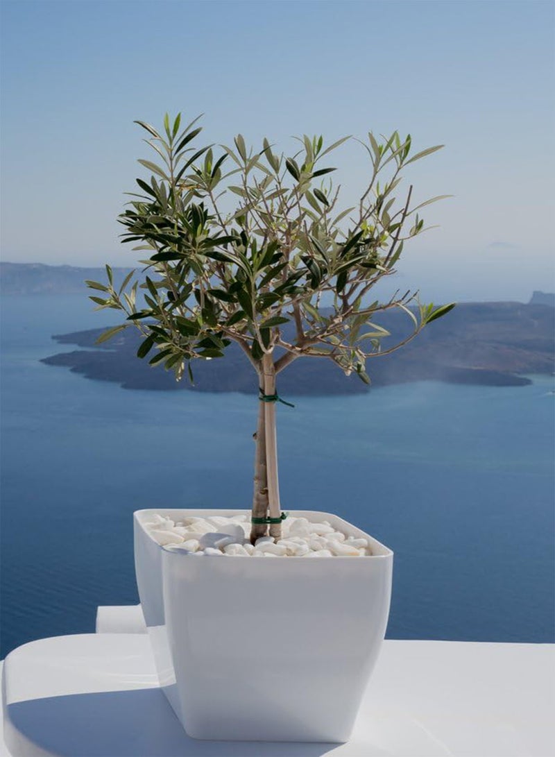 جي جوت بذور شجرة الزيتون - مثالية للبونساي، أو الفناء، أو شجرة كاملة الحجم. ازرع زيتونك