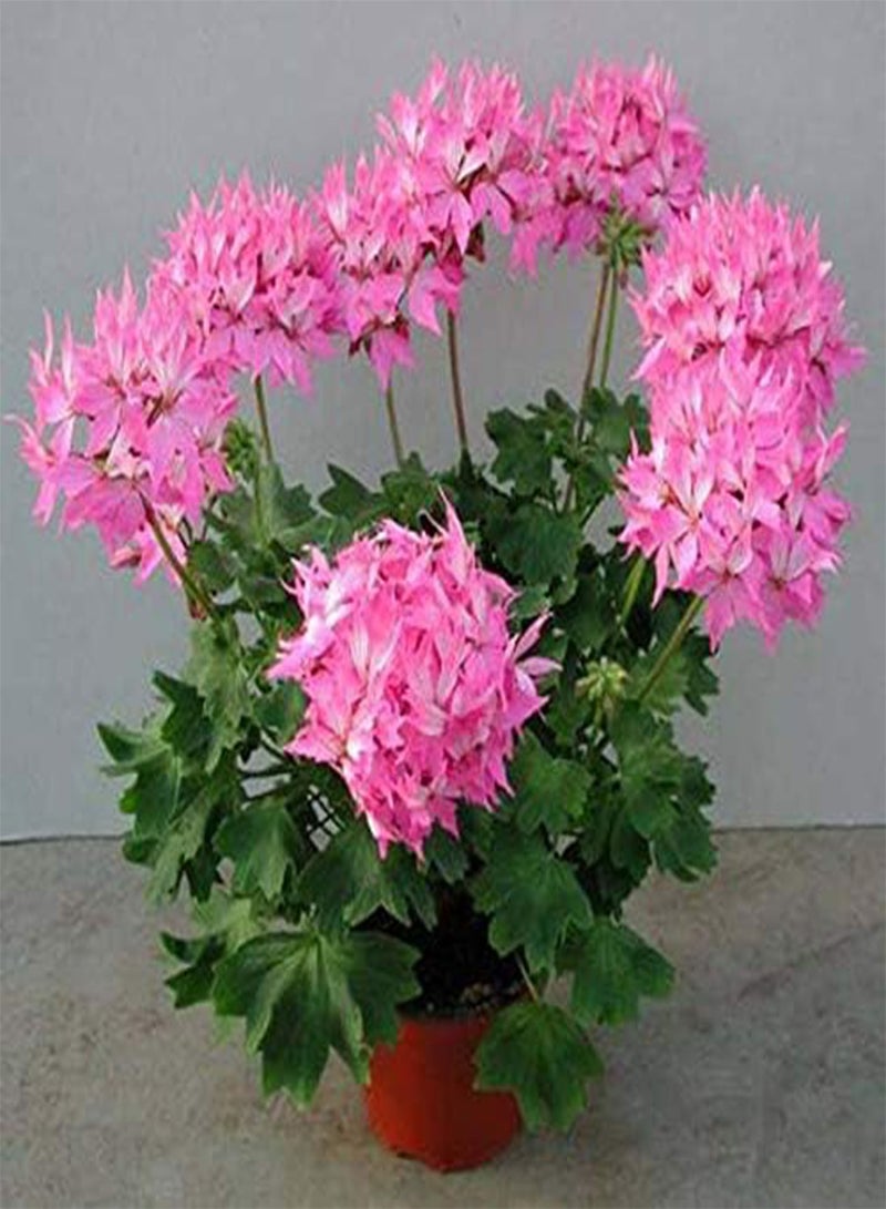 جي جوت 10 قطع من بذور إبرة الراعي ذات الأوراق السائبة من نبات بيلارجونيوم بلونين وردي وأبيض مختلط، زهور زخرفية لا غنى عنها للحديقة، باقة زينة، أعشاب معمرة تتفتح في الصيف - Image 2