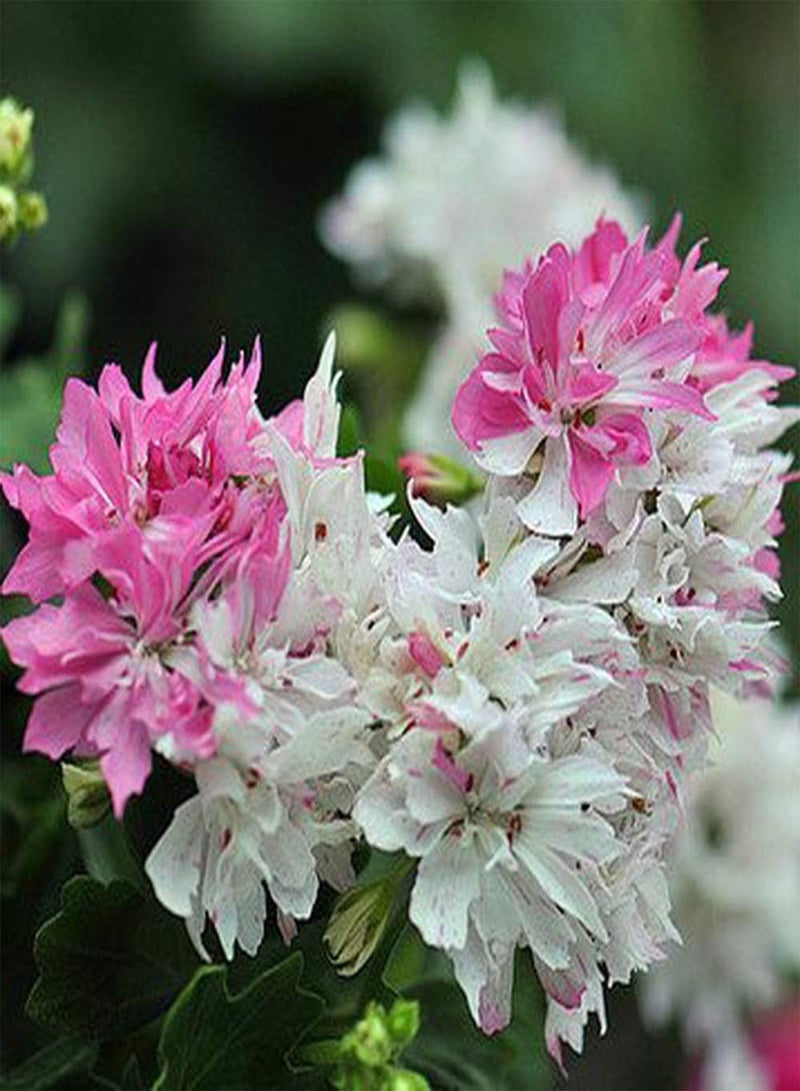 جي جوت 10 قطع من بذور إبرة الراعي ذات الأوراق السائبة من نبات بيلارجونيوم بلونين وردي وأبيض مختلط، زهور زخرفية لا غنى عنها للحديقة، باقة زينة، أعشاب معمرة تتفتح في الصيف - Image 1