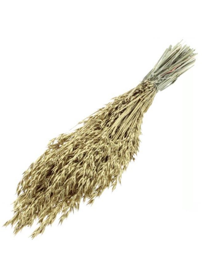 Avena, Dried Gold Tinted, Netherlands