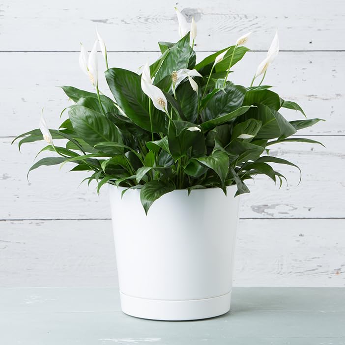 Root & Vessel Novelty Majestic Full Depth Cylinder Pot, Glossy White, 12-Inch (10122) - Image 4