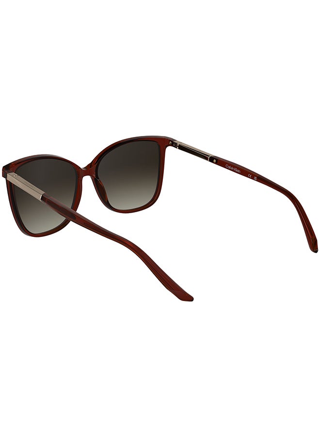 CALVIN KLEIN نظارات شمسية كاملة الإطار من كالفن كلاين CK25504S 5715 (605) شفافة بورغندي - Image 2