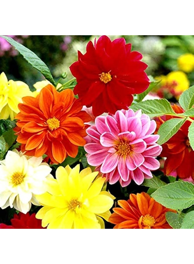 BIOCARVE SEEDS dahlia unwins hybrid - Image 3